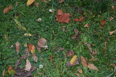 Trifolium repens