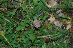 Trifolium pratense