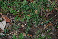 Achillea millefolium