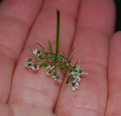 Aethusa cynapium