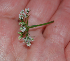 Aethusa cynapium