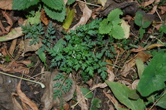 Aethusa cynapium