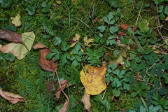 Aethusa cynapium