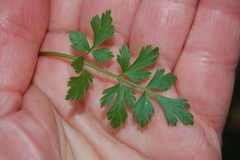 Aethusa cynapium