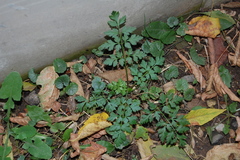 Aethusa cynapium