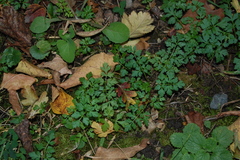 Aethusa cynapium