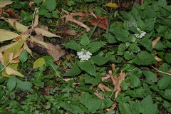 Lamium album