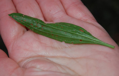 Plantago lanceolata