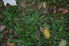 Plantago lanceolata