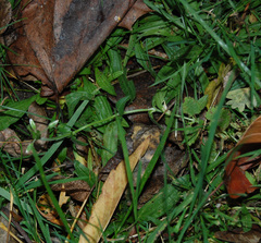 Cerastium holosteoides
