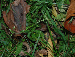 Cerastium holosteoides