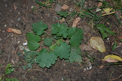 Leonurus quinquelobatus