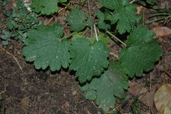 Leonurus quinquelobatus