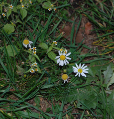Tripleurospermum inodorum