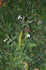 Silene latifolia alba