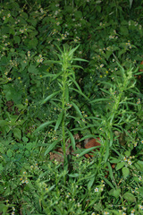 Erigeron canadensis