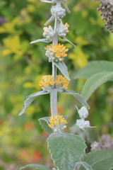 Buddleja stachyoides