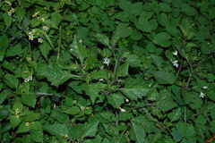 Solanum nigrum