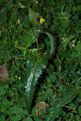 Sonchus asper