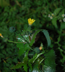 Sonchus asper