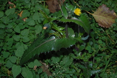 Sonchus asper