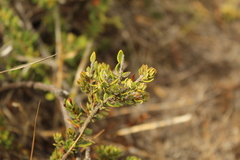 Bejaria