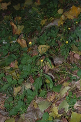 Lapsana communis