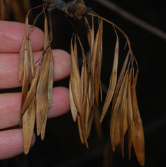 Fraxinus pennsylvanica