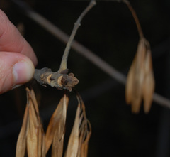 Fraxinus pennsylvanica