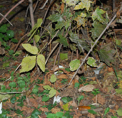 Acer negundo