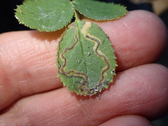 Stigmella anomalella