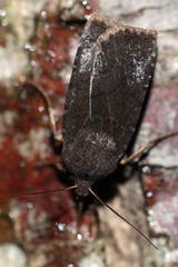 Conistra ligula