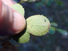 Stigmella anomalella