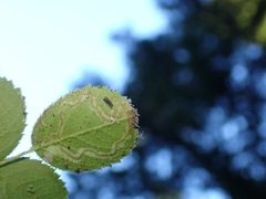Stigmella anomalella