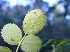Stigmella anomalella