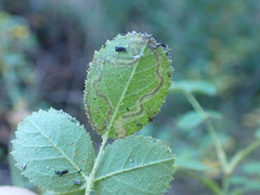 Stigmella anomalella