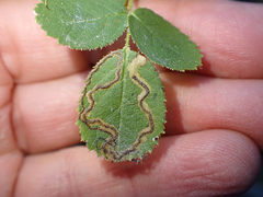 Stigmella anomalella