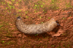 Pallifera marmorea