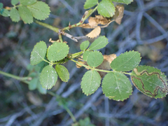 Stigmella anomalella
