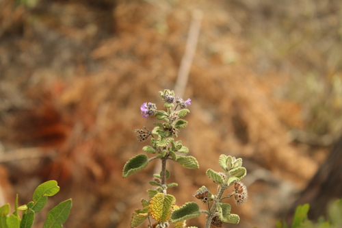 Mesosphaerum perbullatum, photograph 6