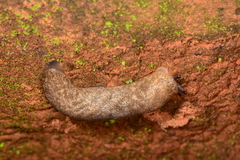 Pallifera marmorea