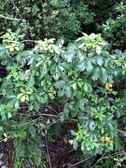 Neopanax arboreus, photograph Colin Meurk, CC BY-SA, iNaturalist via GBIF