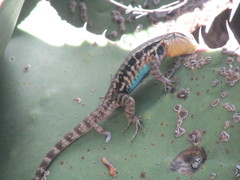 Sceloporus megalepidurus pictus