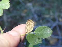 Stigmella anomalella