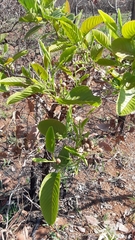 Davilla elliptica