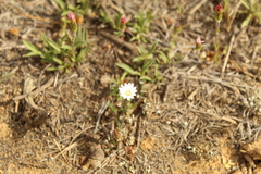 Noticastrum marginatum