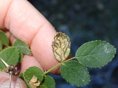 Stigmella anomalella