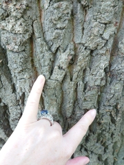 Erechthias fulguritella