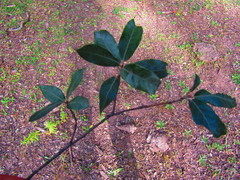 Quercus durifolia