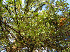 Quercus durifolia